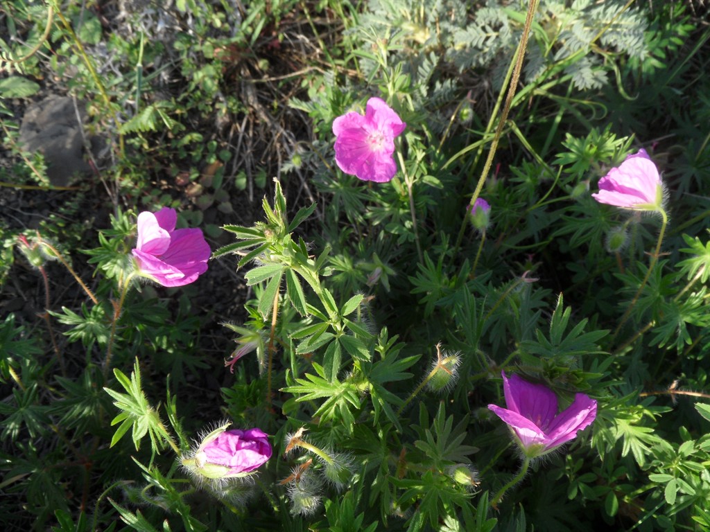 Изображение особи Geranium sanguineum.