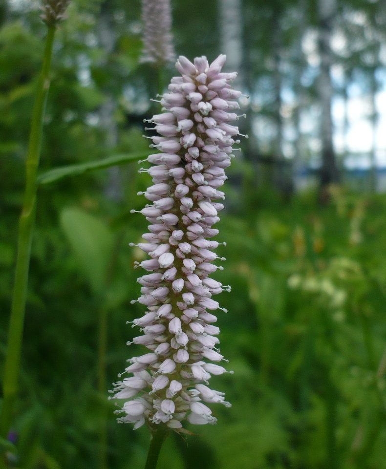 Image of Bistorta officinalis specimen.