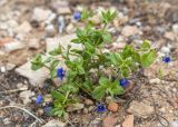 Anagallis arvensis