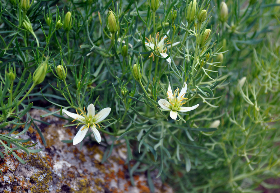 Image of Peganum harmala specimen.