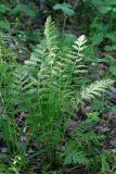 Pyrethrum corymbosum