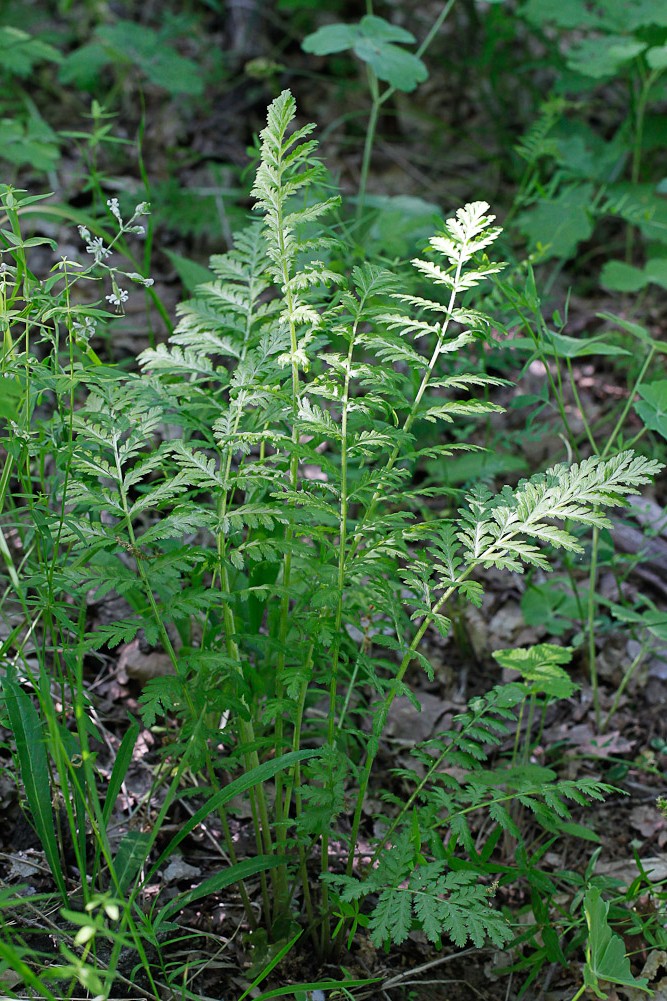 Image of Pyrethrum corymbosum specimen.