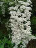 Spiraea