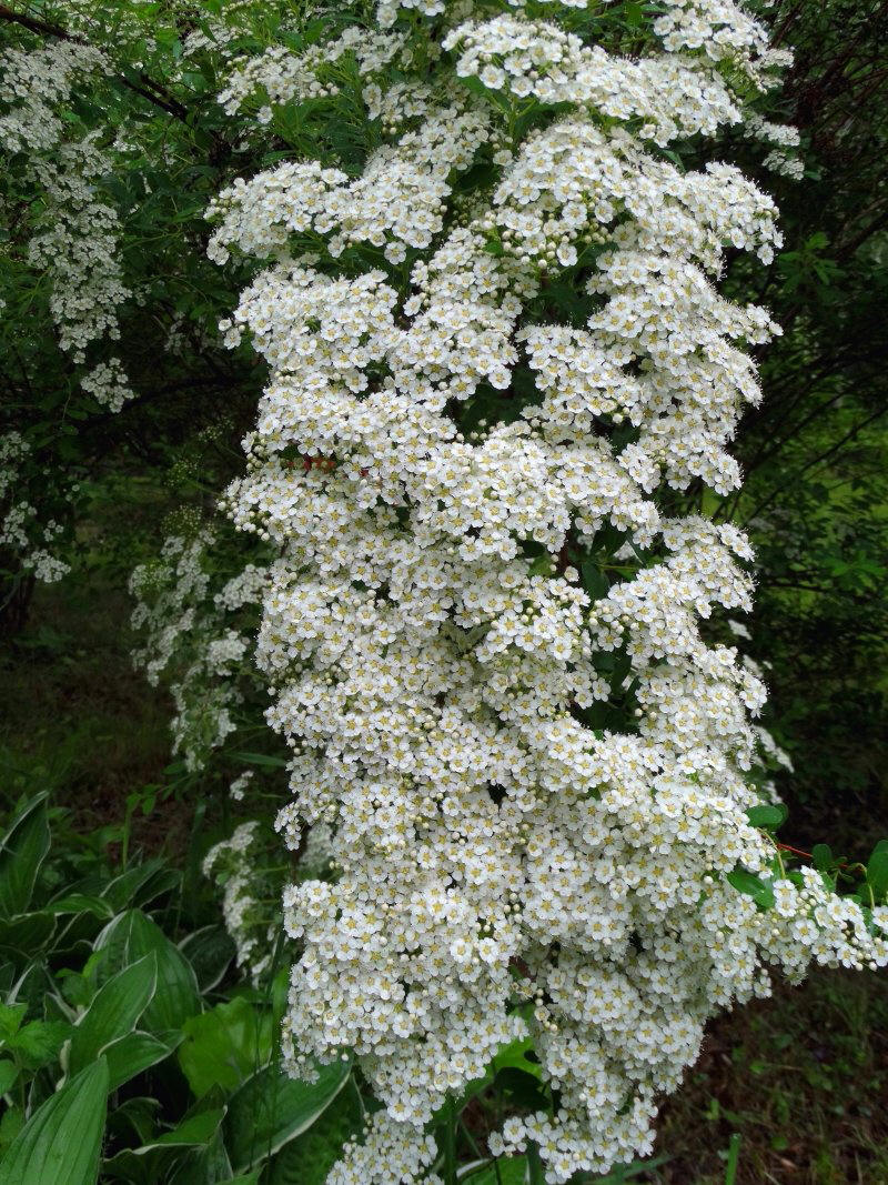 Image of genus Spiraea specimen.