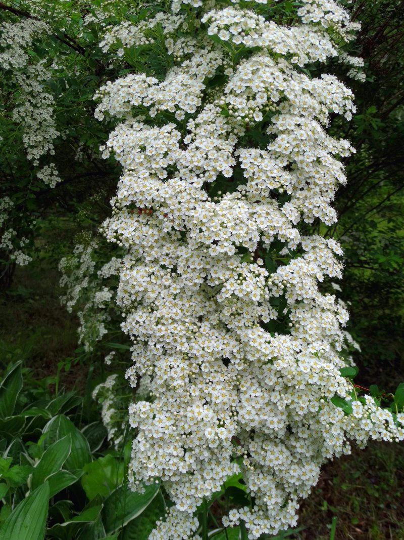 Изображение особи род Spiraea.