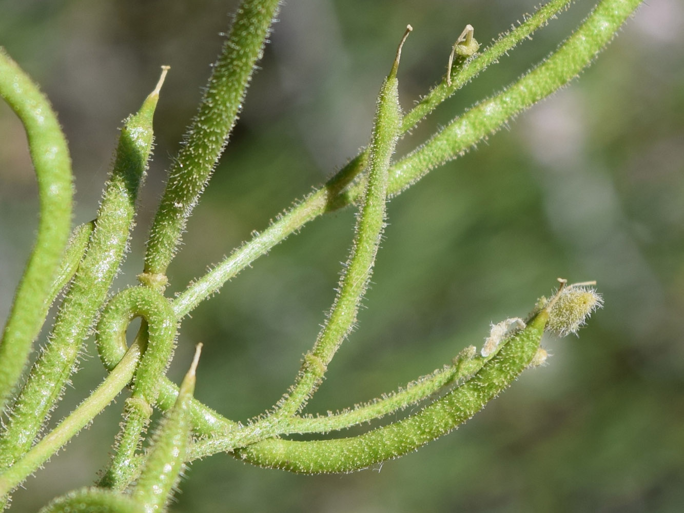 Image of Parrya tschimganica specimen.