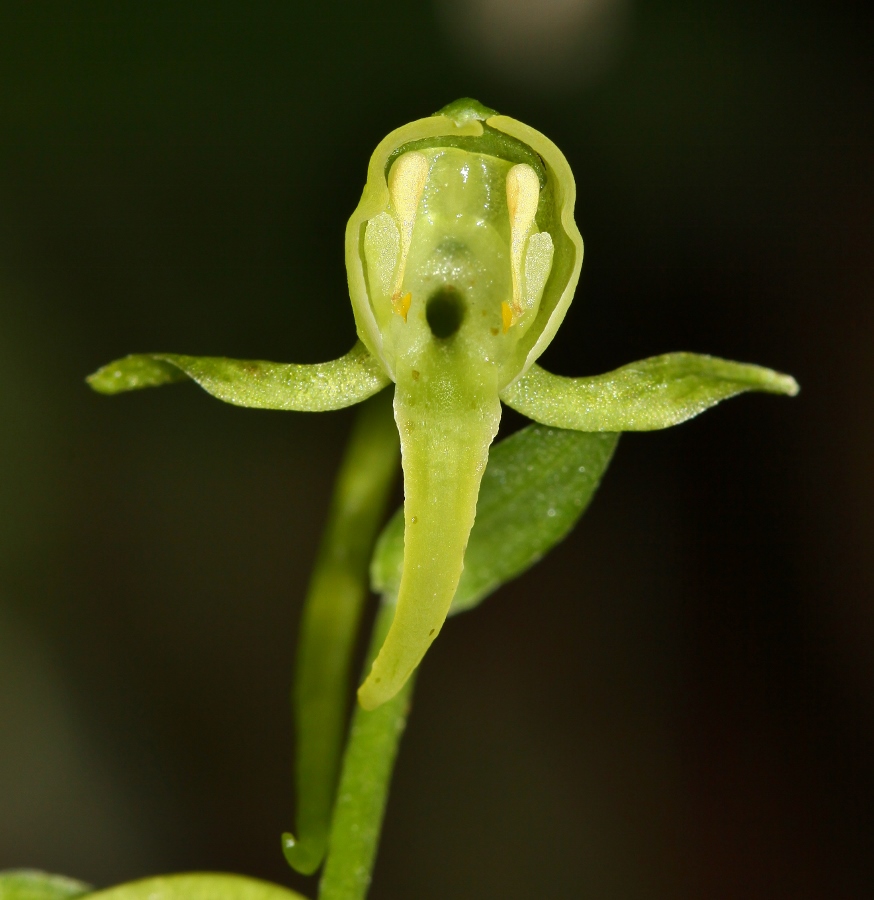 Изображение особи Platanthera maximowicziana.