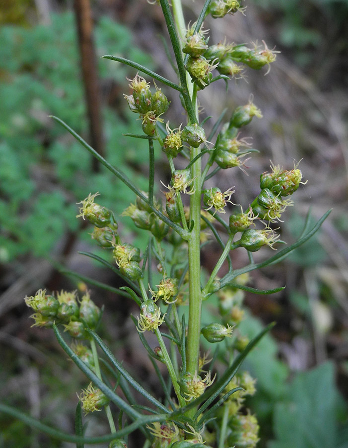 Image of Artemisia bargusinensis specimen.