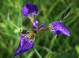 Iris setosa