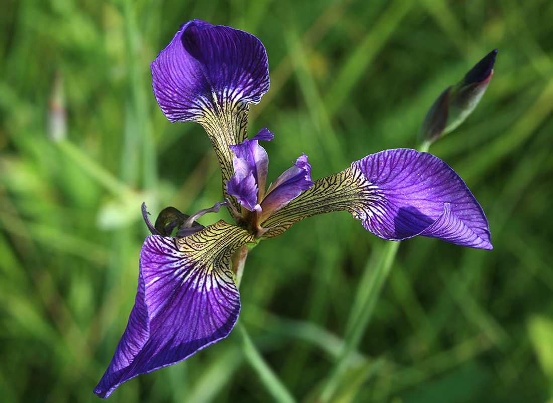 Изображение особи Iris setosa.