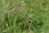 Festuca arundinacea. Соплодия. Ленинградская обл., Всеволожский р-н, окр. пос. Куйвози, на дороге между смешенным лесом и зарастающим осушенным болотом. 25.07.2016.