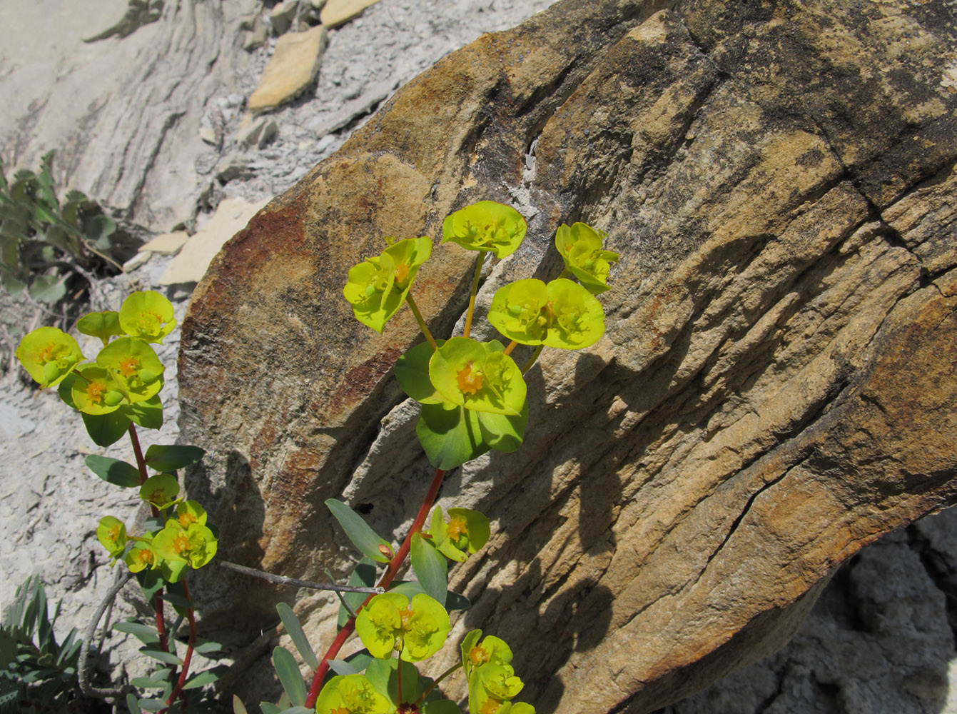 Изображение особи Euphorbia petrophila.