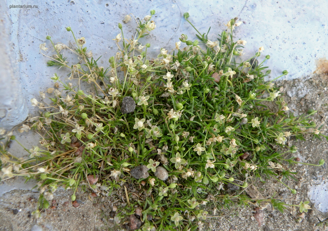 Image of Sagina procumbens specimen.