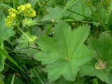 Alchemilla auriculata