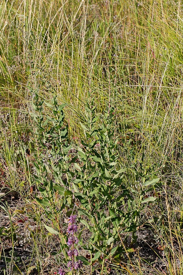 Изображение особи Hieracium robustum.