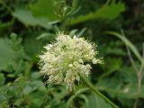 Allium condensatum. Соцветие. Приморье, окр. г. Находка, бухта Лашкевича, гора Сестра, скалы у морского побережья. 28.08.2016.