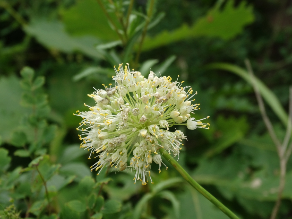 Image of Allium condensatum specimen.