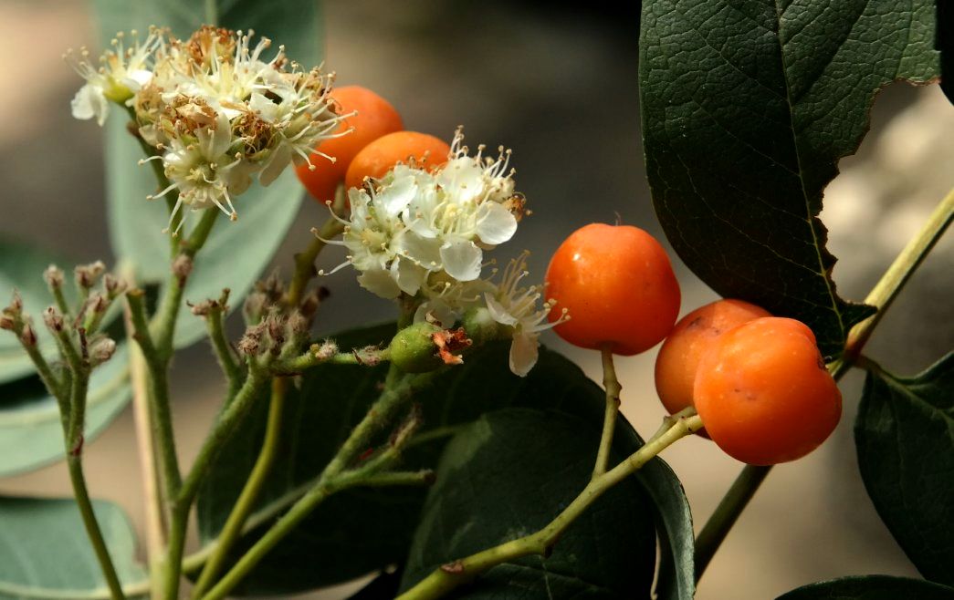 Image of Sorbus aucuparia specimen.