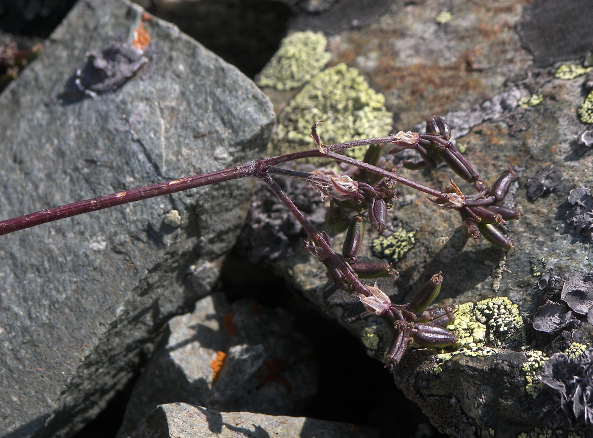 Изображение особи Chaerophyllum humile.