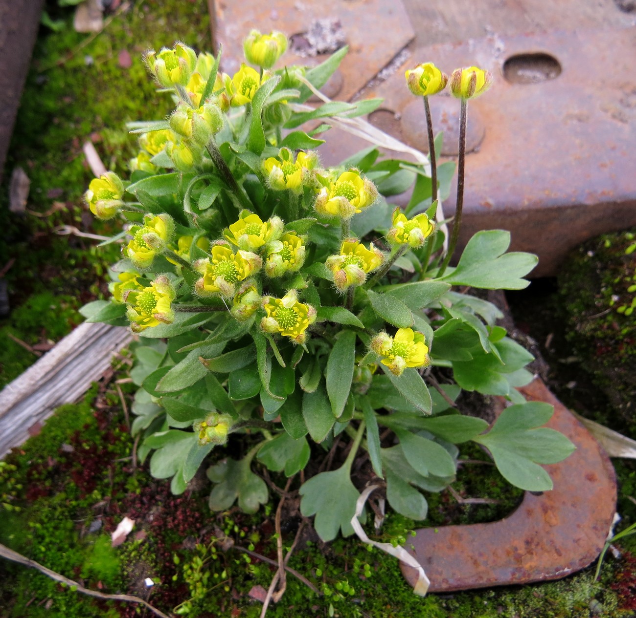 Image of Ranunculus sabinei specimen.