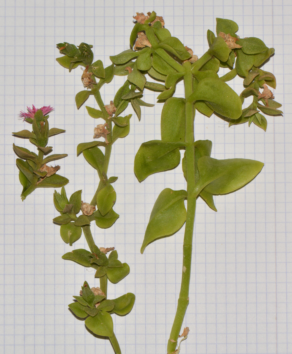 Image of Aptenia × vascosilvae specimen.