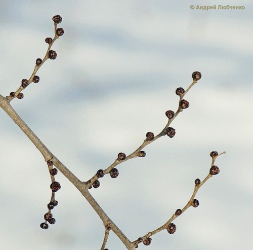 Изображение особи Ulmus pumila.