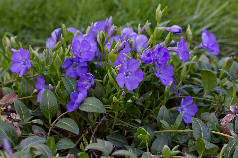 Image of Vinca minor specimen.