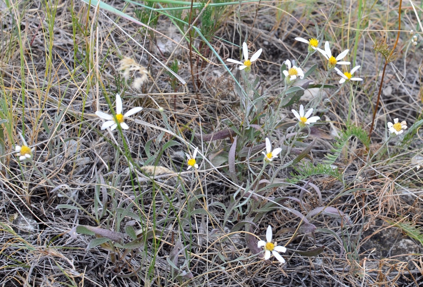 Image of Galatella divaricata specimen.