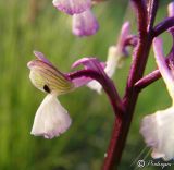 Anacamptis подвид caucasica