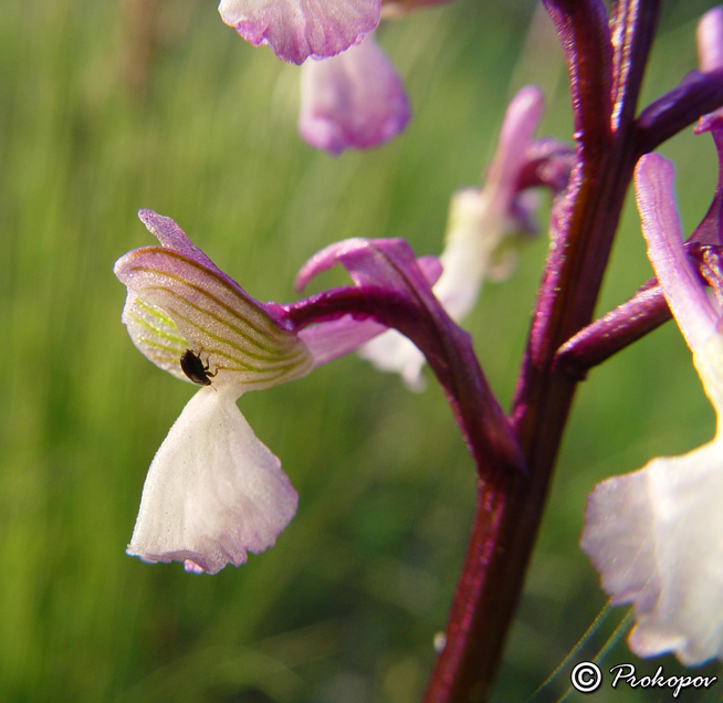 Image of Anacamptis morio ssp. caucasica specimen.