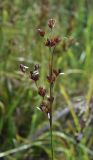 Juncus compressus