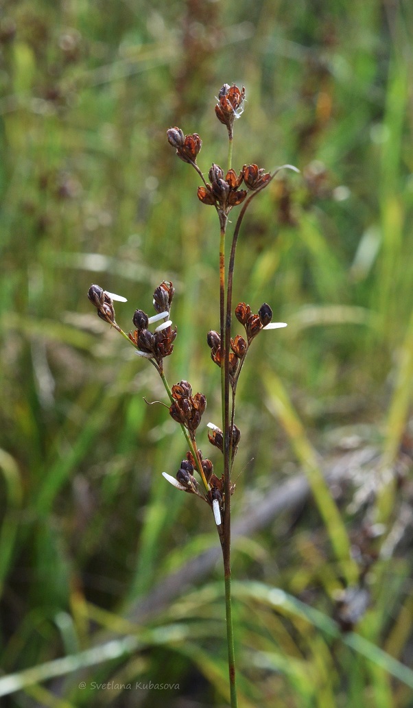 Изображение особи Juncus compressus.