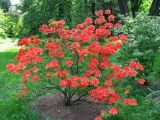 Rhododendron molle подвид japonicum. Цветущее растение. Санкт-Петербург, Ботанический сад БИН РАН. 10.06.2015.