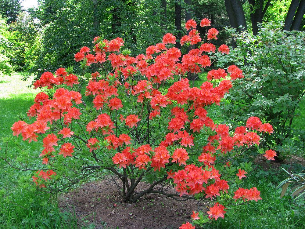 Изображение особи Rhododendron molle ssp. japonicum.