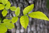 Fraxinus excelsior