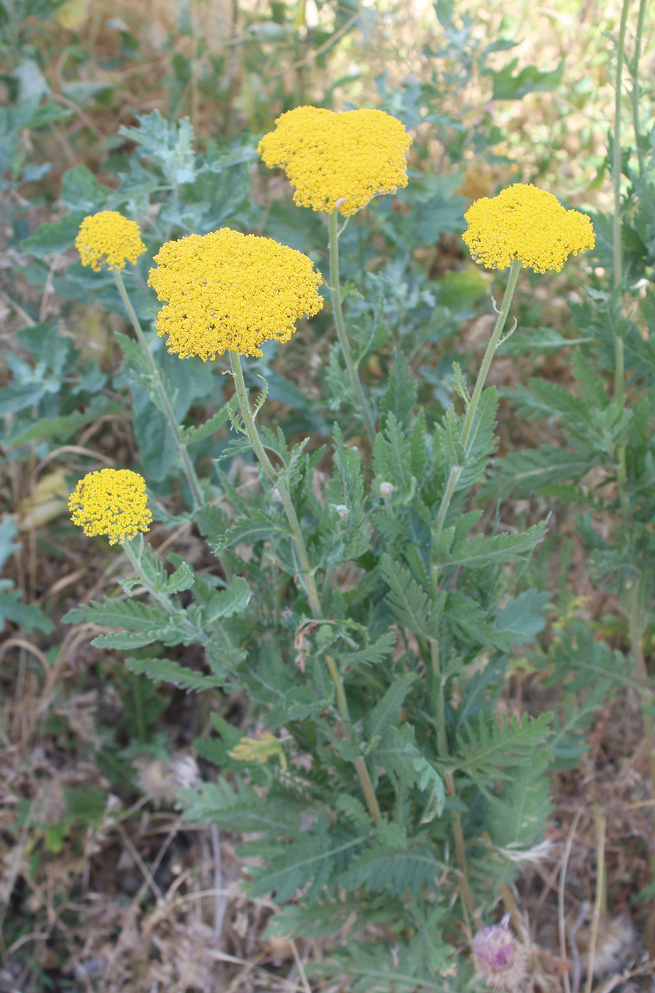 Image of Achillea filipendulina specimen.