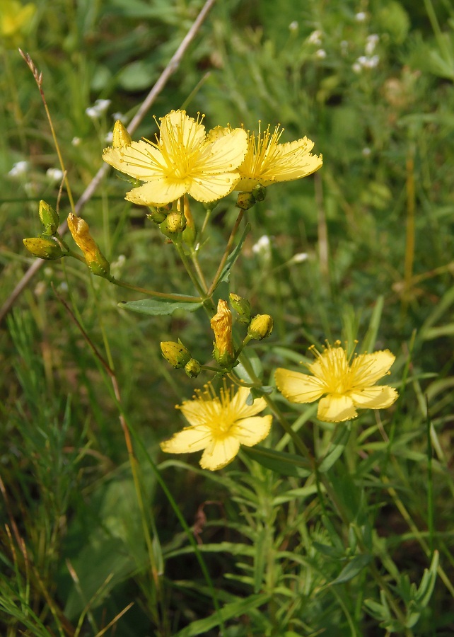 Image of Hypericum elegans specimen.