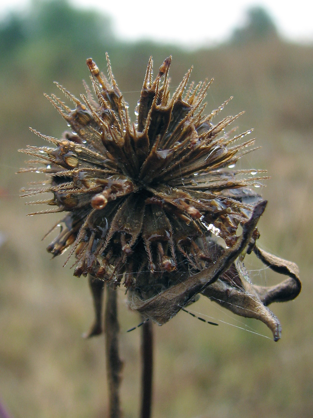 Image of Bidens tripartita specimen.