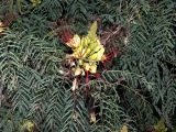 Caesalpinia gilliesii. Ветвь с соцветием. Турция, р-н Алании, пос. Махмутлар. 03.07.2006.