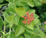 Viburnum lantana. Верхушка побега с соплодием. Крым, Бахчисарайский р-н, гора Тепе-Кермен, опушка дубового леса. 09.06.2016.