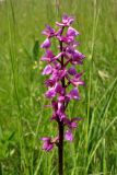 Orchis mascula. Соцветие. ФРГ, земля Северный Рейн-Вестфалия, р-н Ойскирхен, окр. г. Бланкенхайм, разнотравный луг. 28 мая 2010 г.