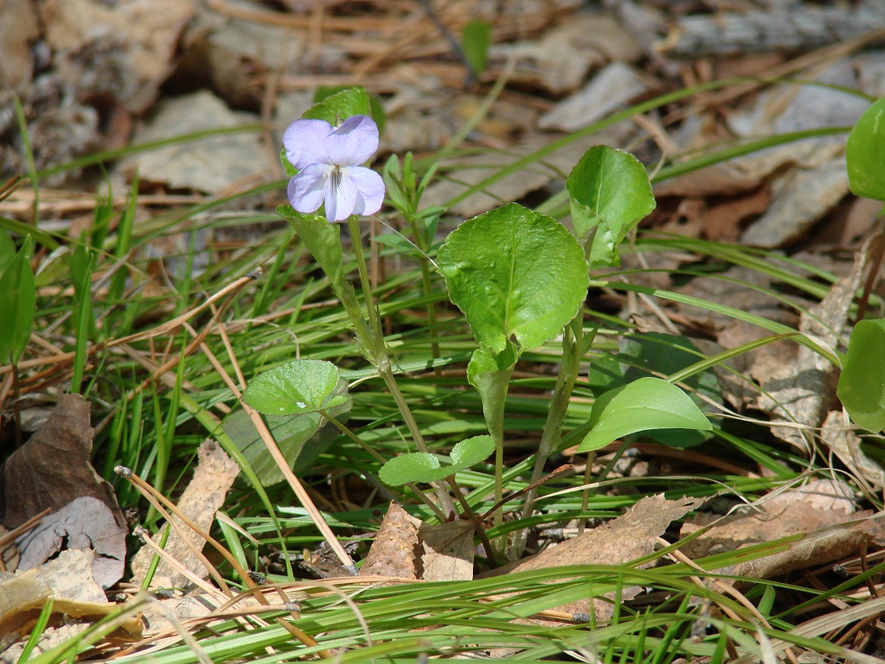 Image of Viola sacchalinensis specimen.