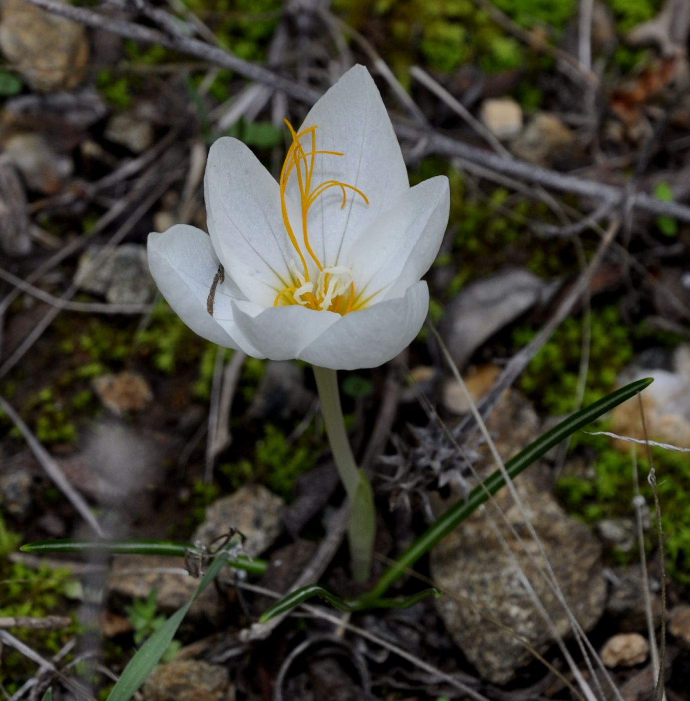 Image of Crocus boryi specimen.