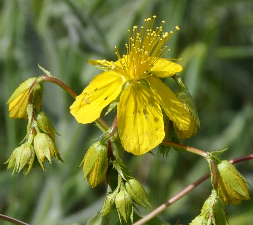 Image of Hypericum montbretii specimen.