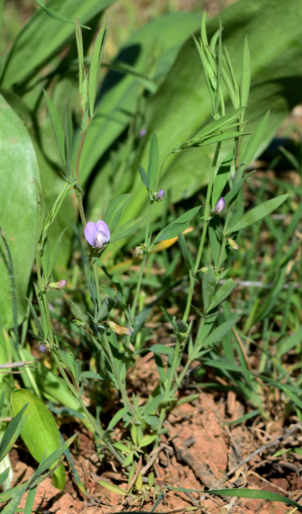 Изображение особи Lathyrus inconspicuus.