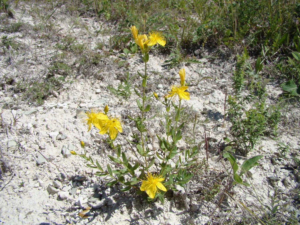 Image of Hypericum elegans specimen.