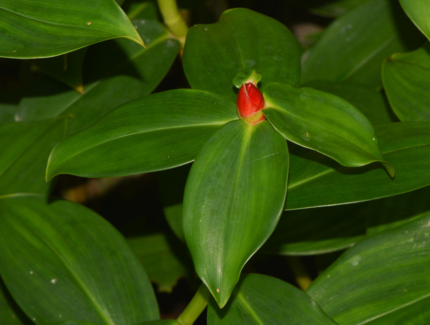 Image of Costus woodsonii specimen.