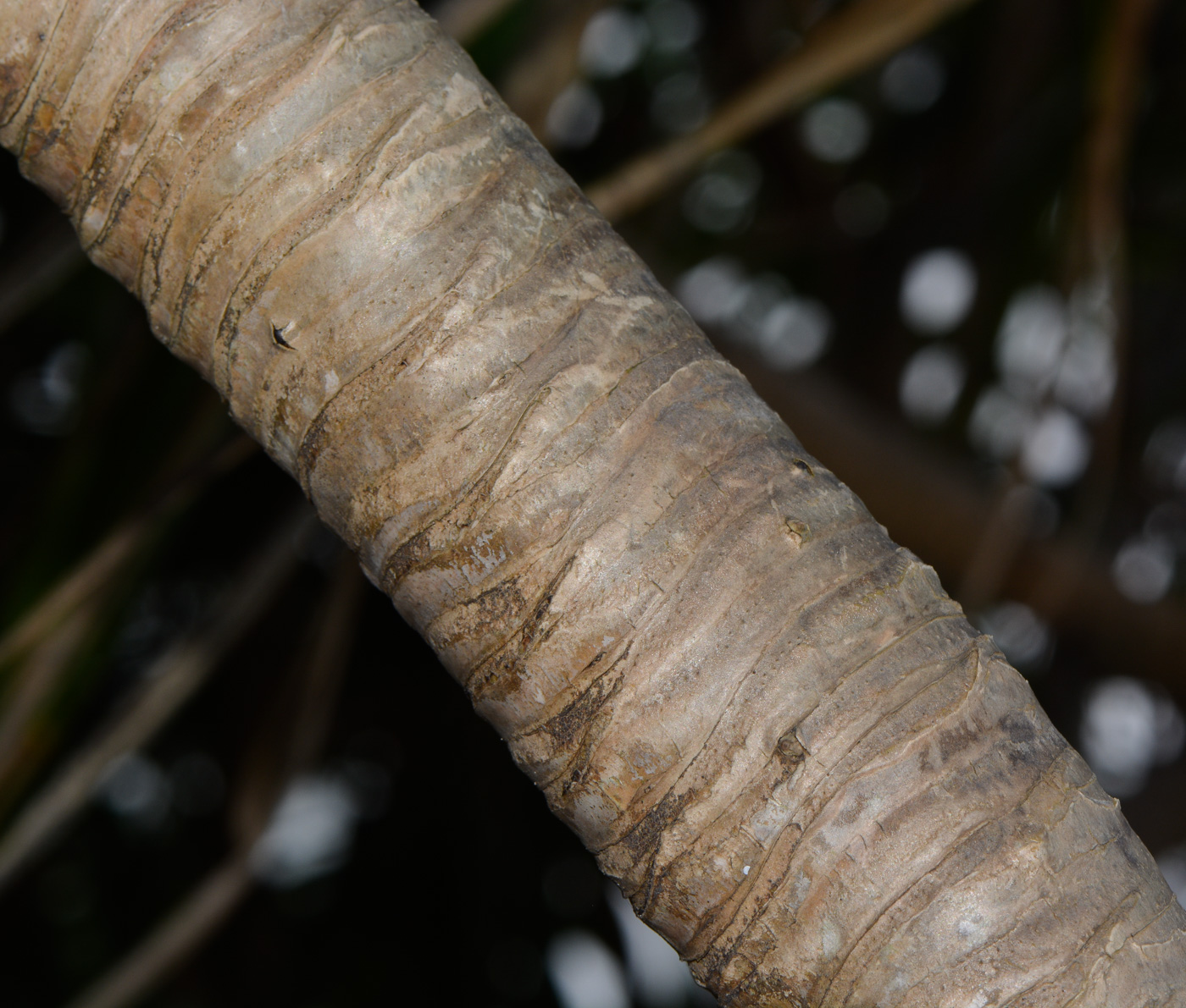 Изображение особи Pandanus tectorius.