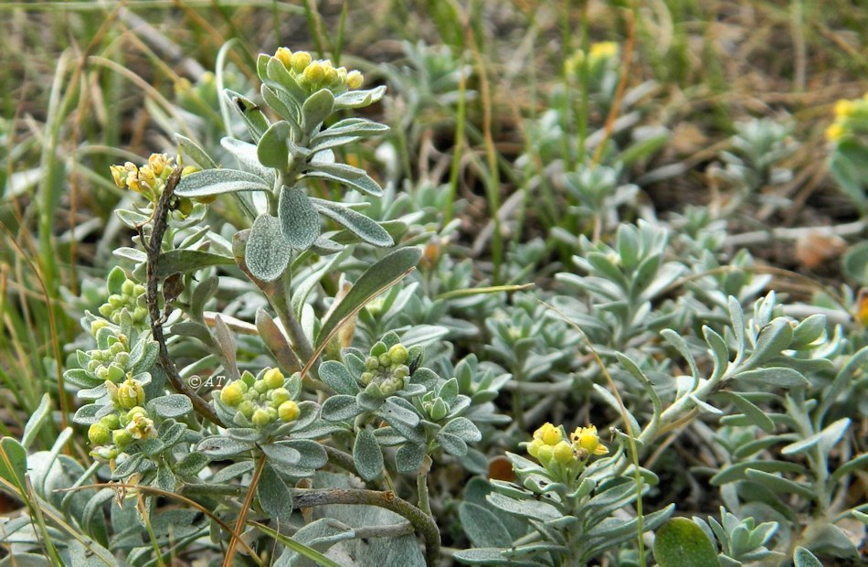 Image of Odontarrhena obovata specimen.