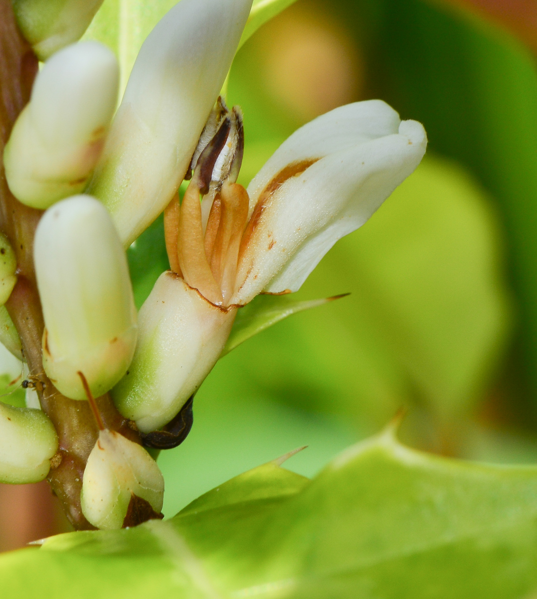 Изображение особи Acanthus ilicifolius.